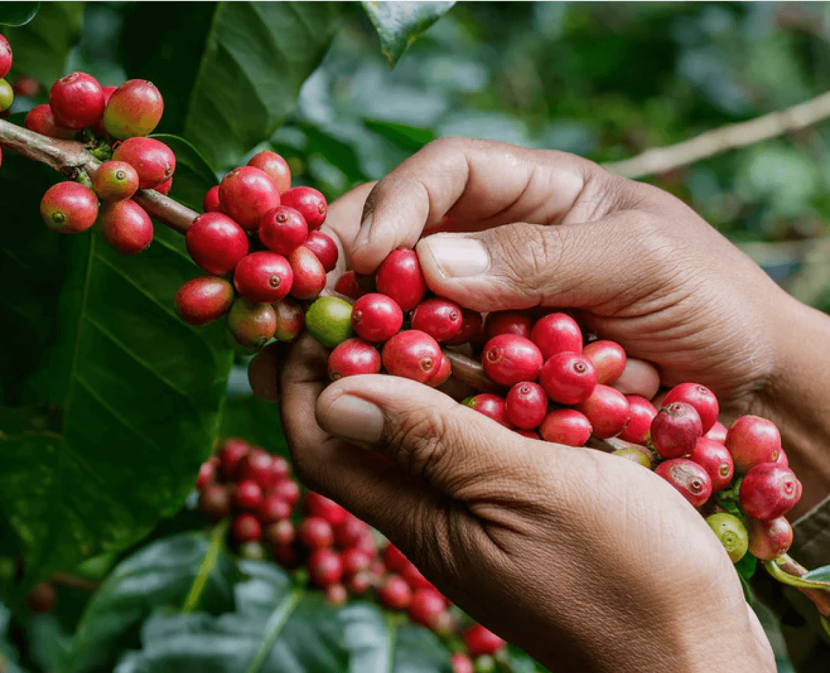 Fabula Coffee