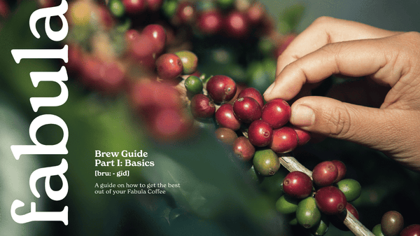 Coffee Guide Part 1: Brewing Basics