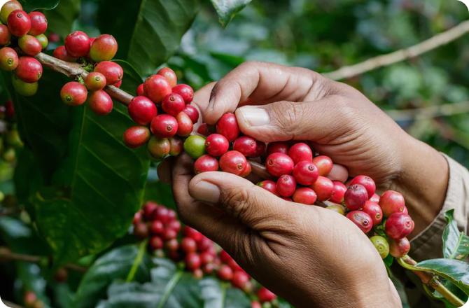 Fabula Coffee
