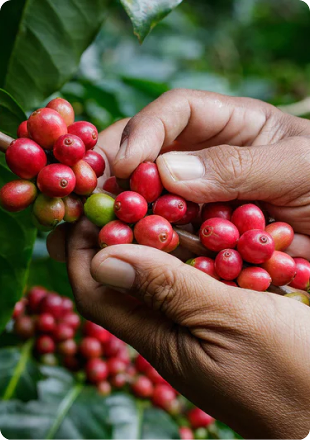 VARIETAL - The Specific Type Of Arabica
