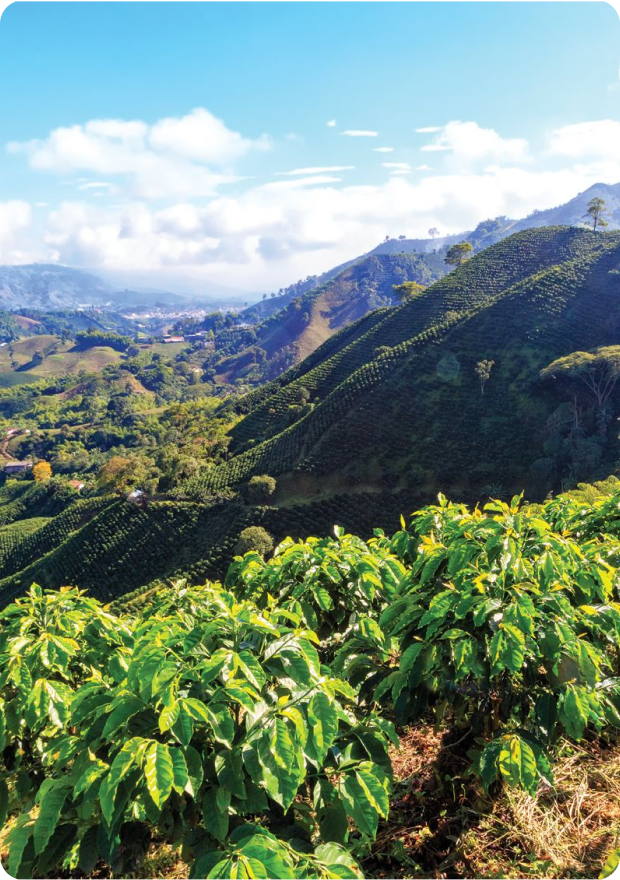 SOURCE - Where The Bean Was Grown