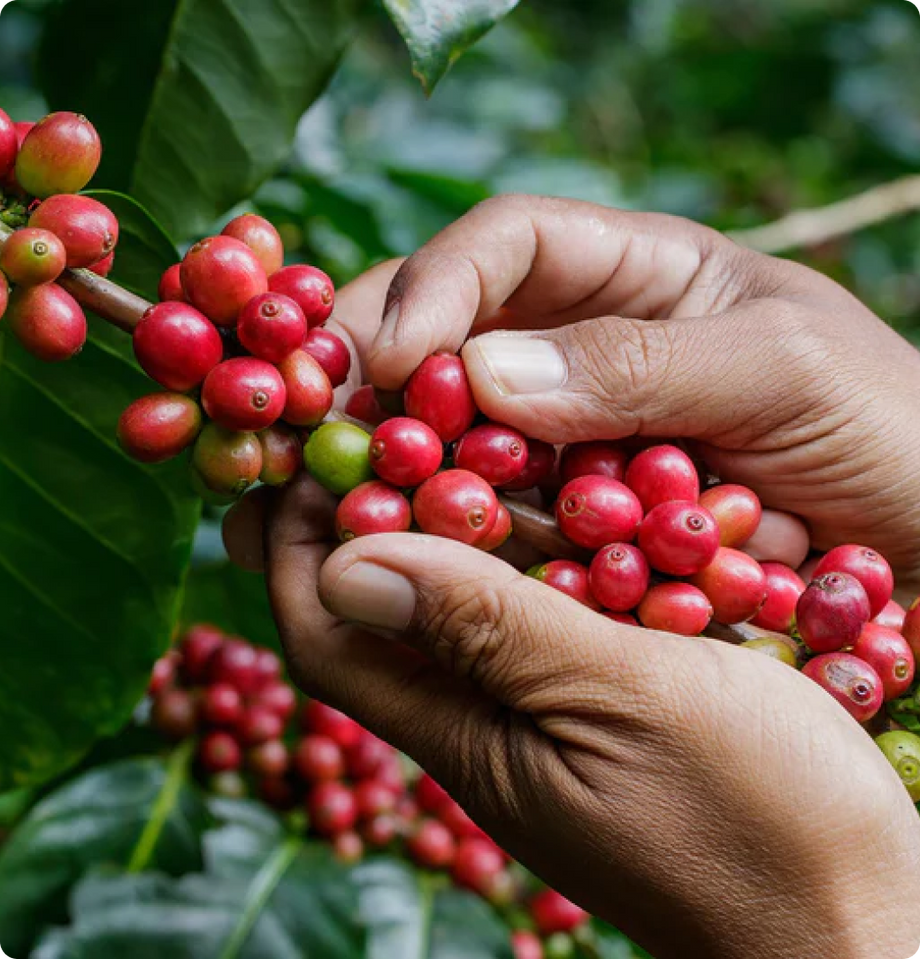 Fabula Coffee