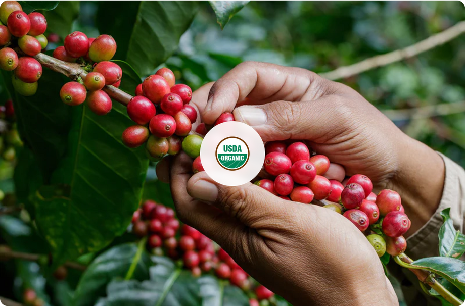 Fabula Coffee