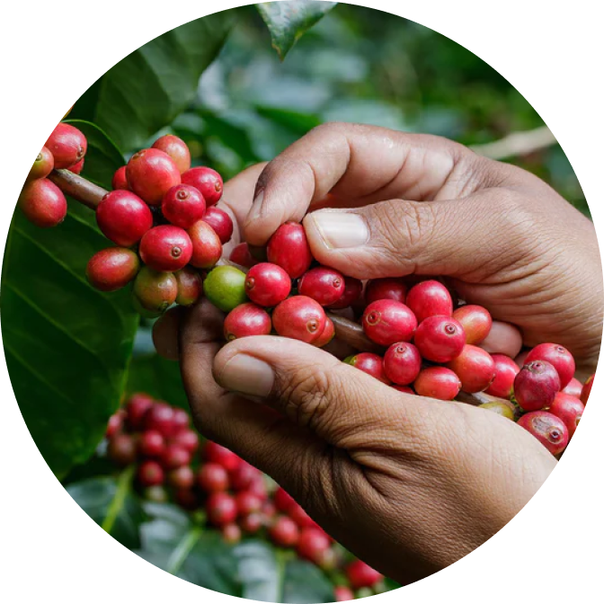 Fabula Coffee
